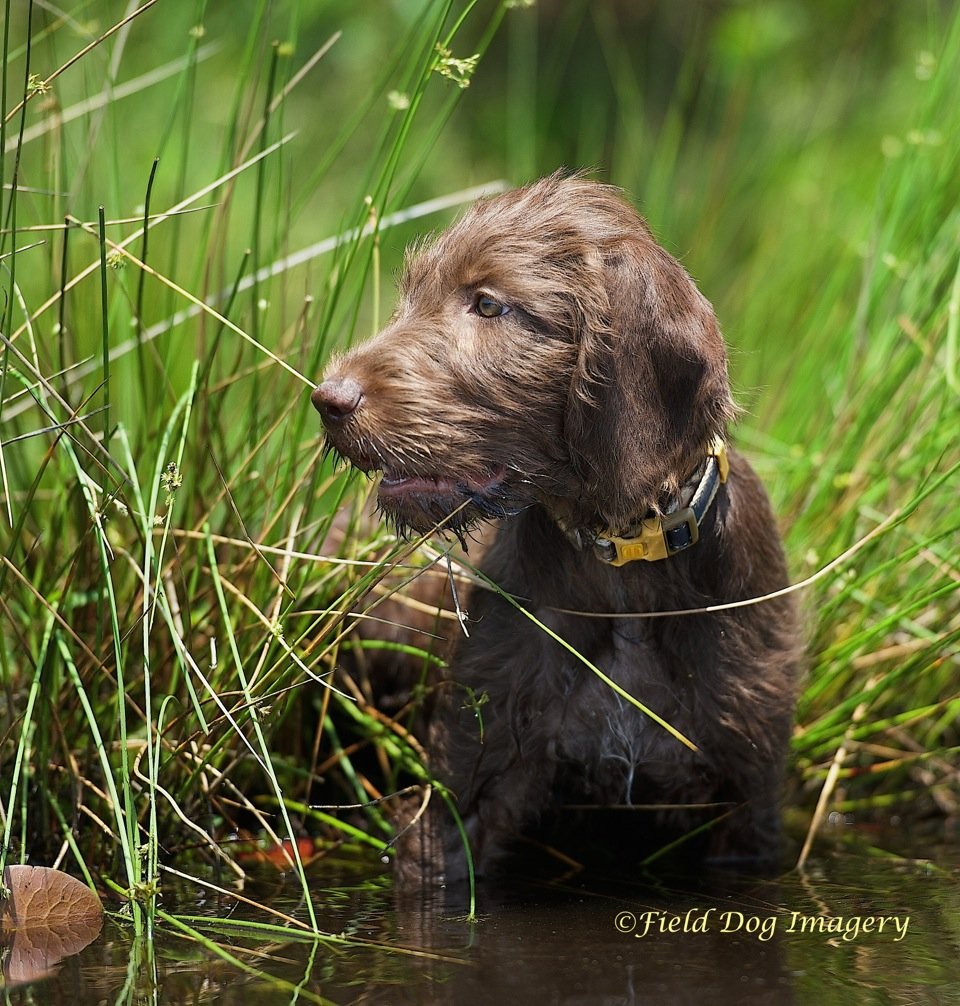 Pudelpointer puppies deals