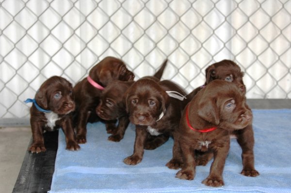 pudelpointer puppies